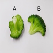 Broccoli (new) Ver. 2 (B) Magnet - Fake Food Japan