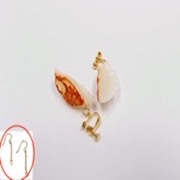 Gyoza Dumpling (Japanese Pot Sticker) (mini) Ver. 2 Pierced Earrings - Fake Food Japan