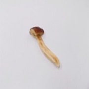 Matsutake Mushroom Magnet - Fake Food Japan