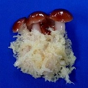 mushroom_tempura_magnet