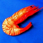 shrimp_magnet